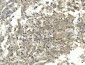 Anti-EEF2 Picoband™ Antibody (monoclonal, 5F5)